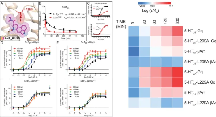 Figure 5. Accelerated ligand kinetics also affect pharmacological profile of LSD at 5-HT 2A R (A) Docking pose of LSD (magenta) in 5-HT 2A R model (beige) illustrates similar binding  mode compared to 5-HT 2B R/LSD complex structure