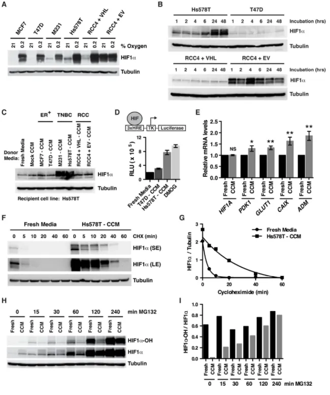 Figure 2. TNBC Cells Secrete a Small Molecule HIF1α Stabilizer
