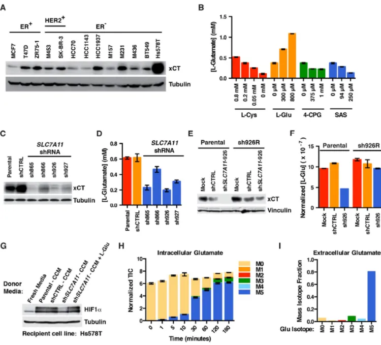 Figure 4. xCT Is Required for Glutamate Secretion by TNBC (A) Immunoblot analysis of the indicated breast cancer lines.