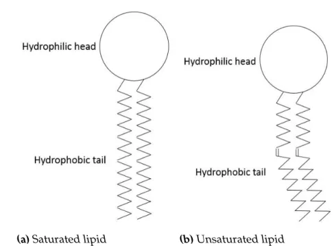 Figure 2.1: Phospholipids with a hydrophilic head and hydrophibic tail.