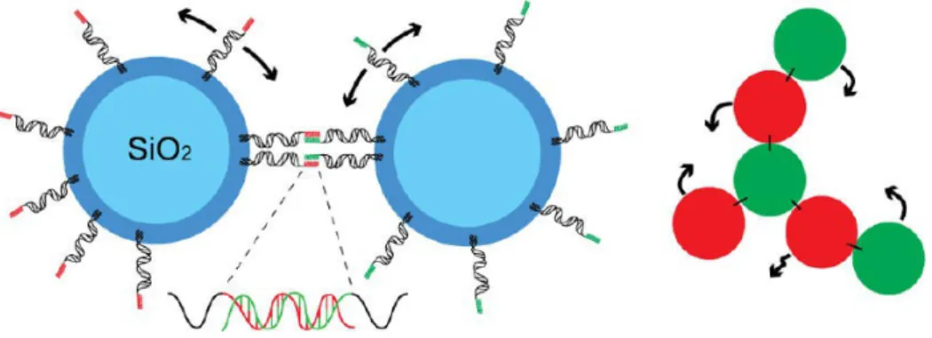 Figure 2.5: Colloids coated with a membrane and DNA attached to cholesterol as a mobile linker