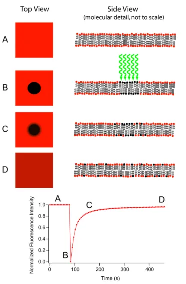 Figure 2.8: FRAP [8]. The bleached area will show recovery if the fluorescent dye can diffuse freely.