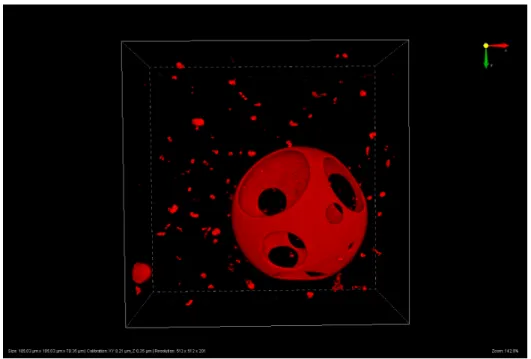 Figure 4.1: Z-stack of a GUV with phase separation. Disordered phase marked with a red dye