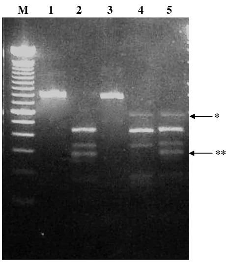 Figure 1P1/P2 PCR products and AluI restriction digestsP1/P2 PCR products and AluI restriction digests