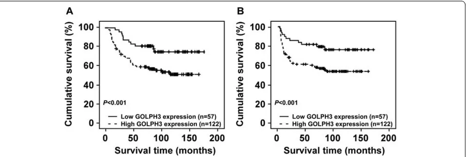 Figure 4 The level of GOLPH3 protein expression affects overall survival and disease-free survival