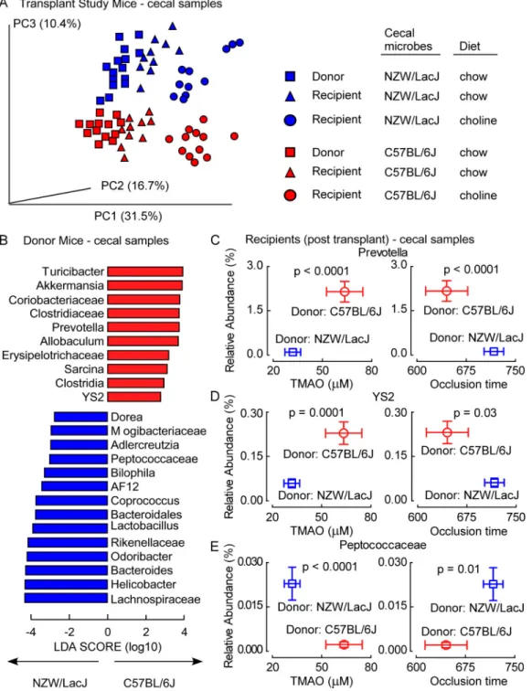 Figure 6. Characterization of donor-characteristic cecal microbiota associated with TMAO and  in vivo thrombosis potential in recipients following microbial transplantation