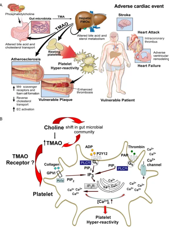 Figure 7. Summary schemes illustrating gut-microbial involvement in development of platelet  hyperresponsiveness and athero-thrombotic heart disease