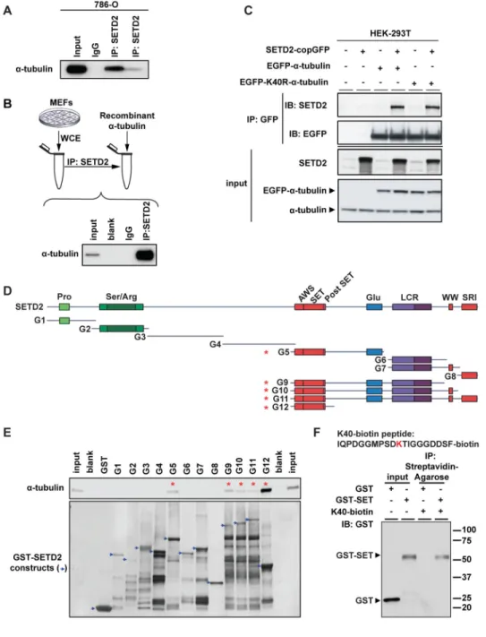 Figure 1. SETD2 binds α-tubulin