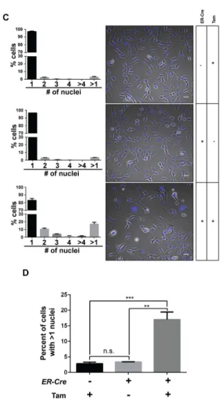 Figure 5. Loss of Setd2 induces polyploidy