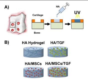 Figure 1. (A)  Illustration of cartilage defects created in  the trochlear groove and schematic of polymerization of the  hyaluronic acid (HA) hydrogel within the defect via ultraviolet  (UV) light