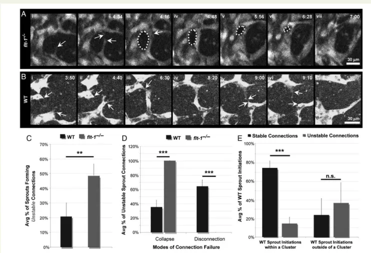 Figure 4 Loss of flt-1 destabilizes new branches via vessel collapse, and clustered WT sprout initiations have increased branch stability