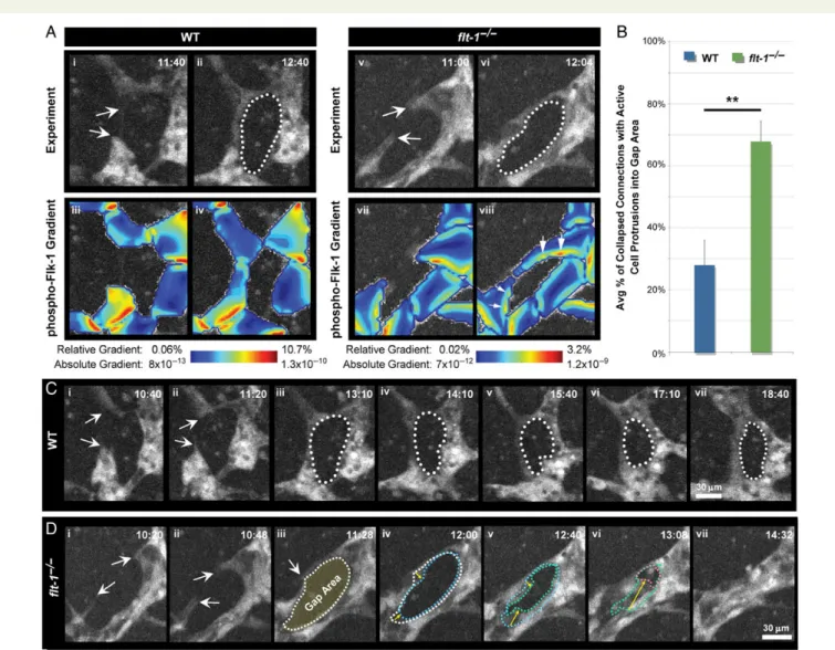 Figure 5 Flt-1 2/ 2 endothelial cells persistently protrude between branches. (A) Representative image sequences of vessel sprouts derived from PECAM-eGFP WT and flt-1 2/2 ES cells as they extend (arrows, Ai and Av, respectively), connect, and form gap are