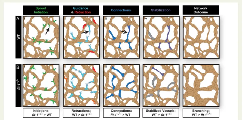 Figure 6 Stages of branching compromised by loss of flt-1 during angiogenesis. (A) During normal blood vessel development, endothelial cells (tan) initiate new vessel sprouts (green, Ai)