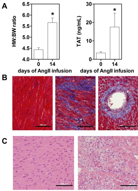 Figure 1. Infusion of Ang II leads to cardiac hypertrophy, systemic activation of coagulation  associated with cardiac fibrosis and inflammation