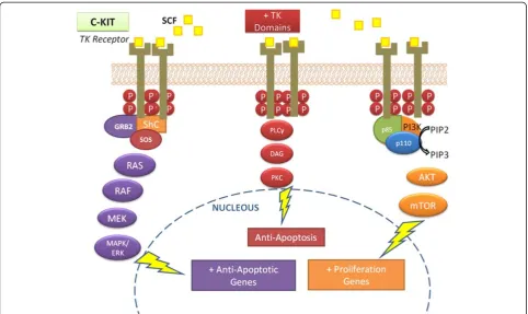 Figure 1 Main pathways activated by the tyrosine-kinase receptor c-KIT and its effects on carcinogenesis.the SCF (yellow) coupling, which leads to phosphorylation of the tyrosine kinase domains (shown with red dots along the intracellular portions ofrecept