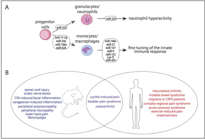 Figure 1.3 MicroRNA dysregulation can affect immune cell function and is associated  with pain-relevant animal models and clinical conditions
