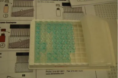 Figure 20 - Response visible after addition of color solution. 