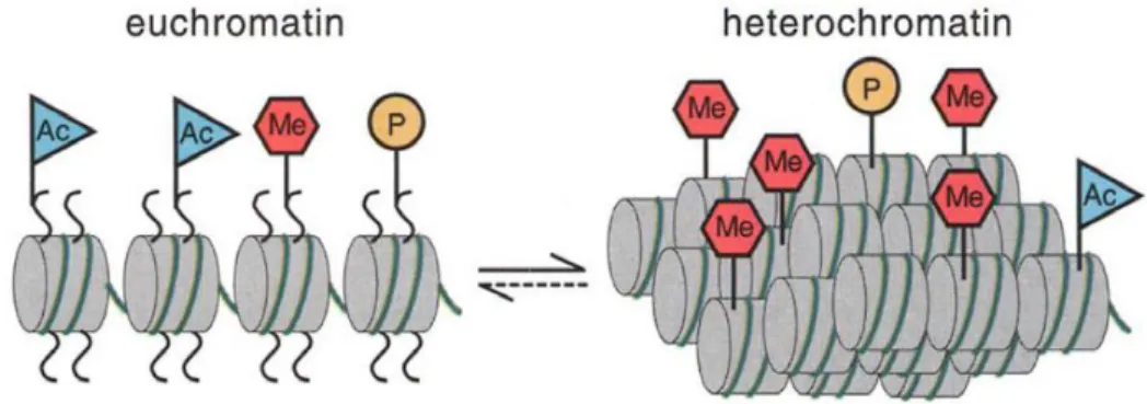 Figure 1.2 Representation of the two states of chromatin, either unwound and active 