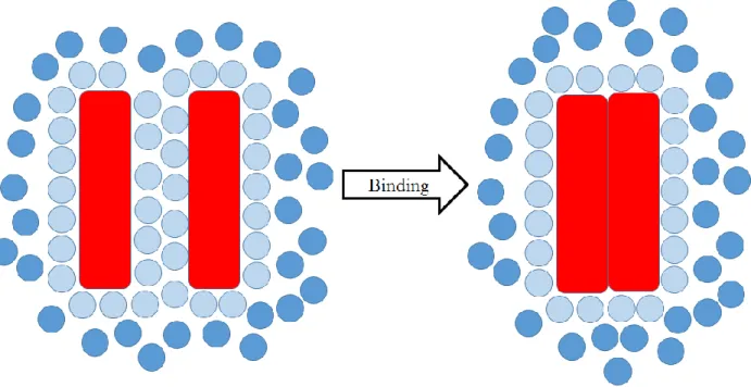 Figure 1.6 Classical hydrophobic effect. Ice-like water (Light blue) is released into bulk solvent  (dark blue) upon association of two hydrophobic surfaces