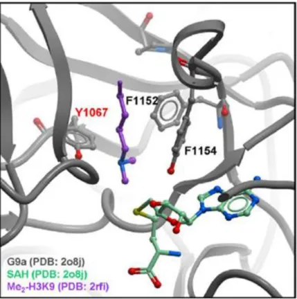 Figure 2.3 Model of G9a (grey) bound to H3K9(Me) 2  (purple) and SAM cofactor (green)