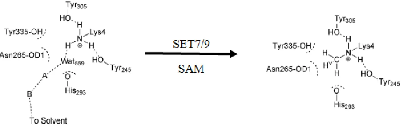 Figure 2.4 MD Simulations of the water channel promoted deprotonation of H3K4 and  subsequent methylation in the SET7/9 active site