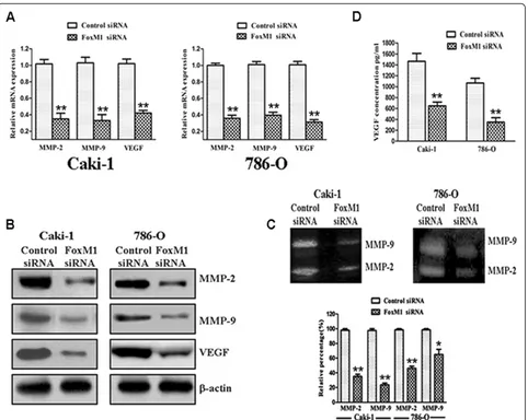 Figure 5 Effect of FoxM1 deletion on the expression of various cell cycle regulatory factors and MMP-2, MMP-9, and VEGF