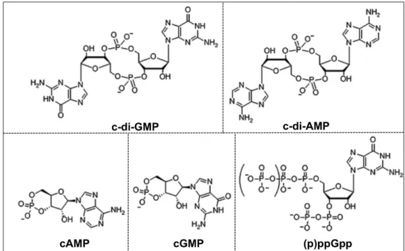 Figure 1.1. Structures of nucleotide second messengers. Adapted from (67)