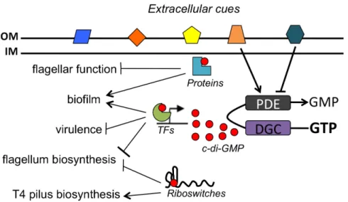 Figure 1.2. c-di-GMP regulated processes in bacteria. In response to extracellular cues,  intracellular levels of c-di-GMP (red circles) are modulated by the activity of DGC and  PDE enzymes