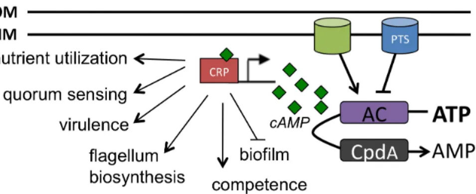Figure 1.3. cAMP regulated processes in bacteria. In response to nutrient availability,  intracellular levels of cAMP (green diamonds) are modulated by the activity of AC and  CpdA enzymes