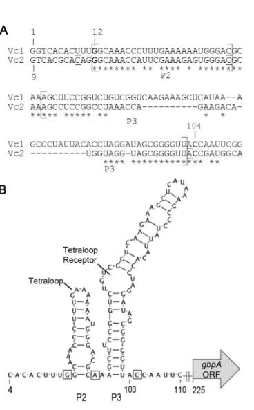 Figure 2.1. Vc1 secondary structure and putative contact residues for c-di-GMP. (A)  Identification of the +1 site of transcription, which is 225 base pairs upstream of the  annotated translational start site, using 5’ RACE