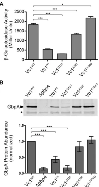 Figure 2.2. Vc1 influences downstream gene expression. (A) β-galactosidase activity of  V