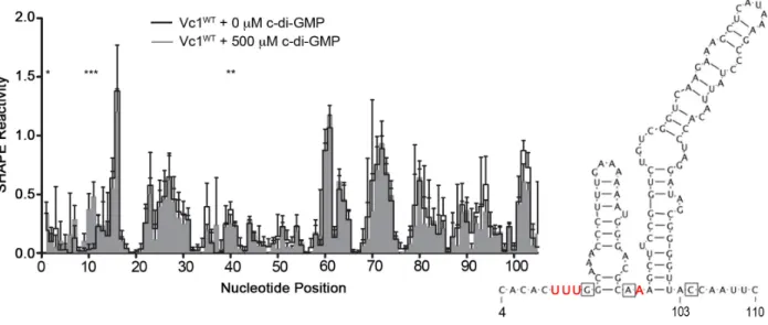 Figure 2.3. c-di-GMP impacts the reactivity of specific regions in Vc1 RNA. In vitro  transcribed Vc1 RNA was incubated with or without 500 µM c-di-GMP and analyzed by  SHAPE