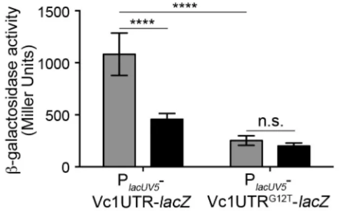 Figure 2.5. Lowering intracellular c-di-GMP reduces Vc1-dependent gene expression. β- β-galactosidase activity of V