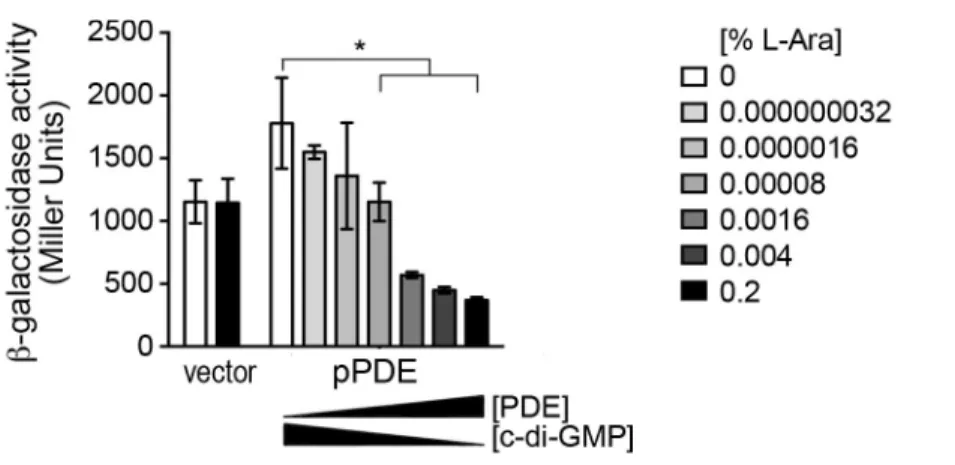 Figure 2.6. Vc1 can respond to dose dependent changes in intracellular c-di-GMP  levels
