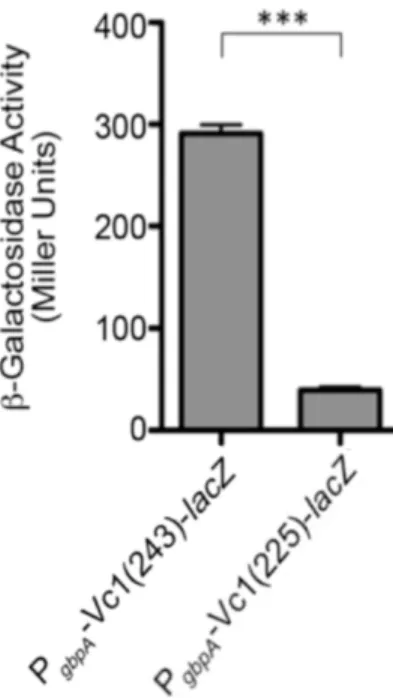 Figure 2.7.  The translation start site of gbpA is at position +243. To create a 