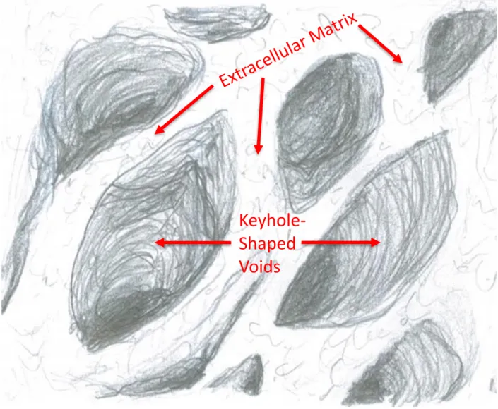 Figure B:  Author illustration of enamel extracellular matrix after extraction of the ameloblasts  