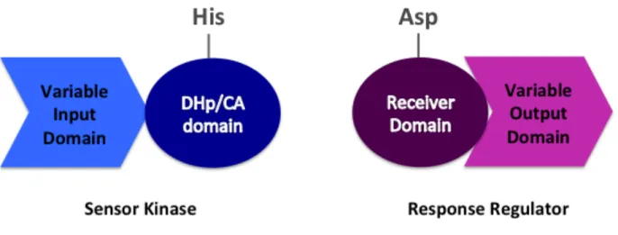 Figure 1.1  Canonical two-component signal transduction components. 