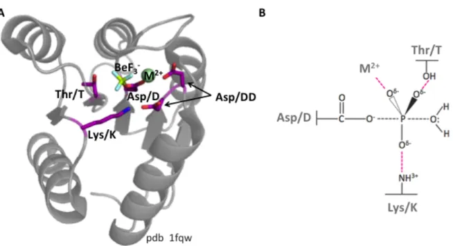 Figure 1.2  Active site of receiver domain CheY.  Structure of E. coli receiver domain CheY in  which the conserved active site residues are shown in purple (Panel A)