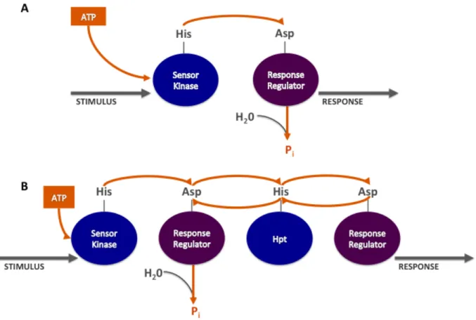 Figure 1.3  Phosphotransfer schemes of two-component signal transduction systems.  Canonical  TCSs are represented in panel A, and phosphorelays are represented in panel B