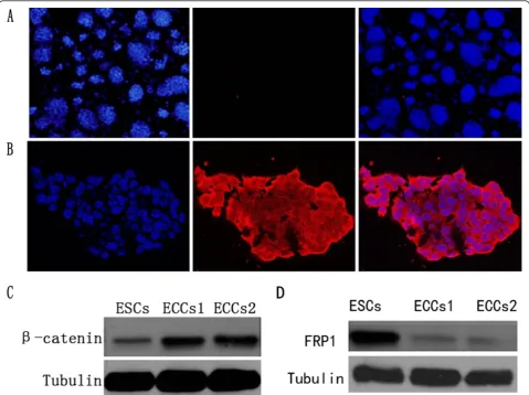 Figure 4 Wnt/β-catenin signaling in carcinogenesis of ESCs. (A) Immunostaining of DAPI (blue) and CD133 (red) in ESCs