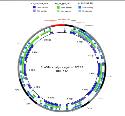 Fig. 2 Circular representation of the ZIKV genome (PE243: KX197192) and its corresponding annotation (black and gray external rings, red arrow denotes the UTRs of ZIKV) along with blastN (default parameters) of partial genomes obtained from Cx