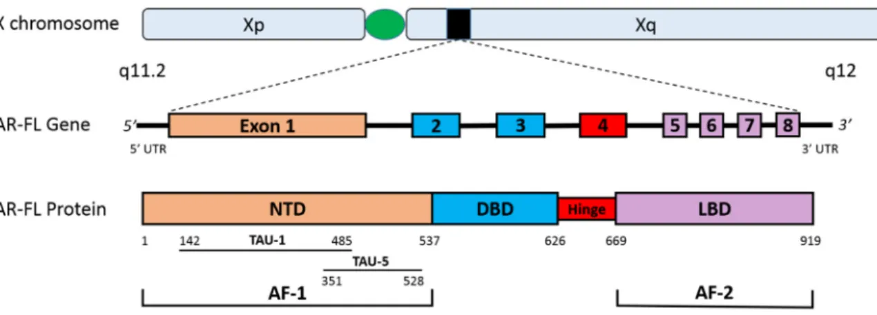 Figure 1. The human androgen receptor gene and protein. This figure depicts the gene and protein  structures for the AR-FL