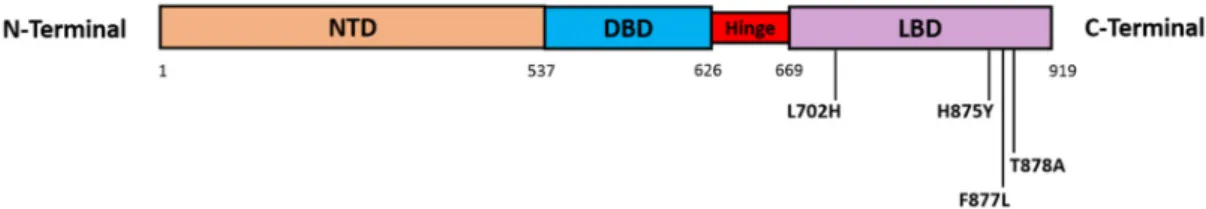 Figure 3. AR somatic missense mutations. The main four missense mutations that are focused on in  this review all occur in the AR LBD (AR exons 5–8) and include: L702H, H875Y, F877L (previously  published as F876L), and T878A (previously published as T877A