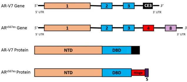 Figure 4. Clinically-relevant splice variants. This figure depicts the gene and protein structures for the  AR-V7 and AR v567es  splice variants