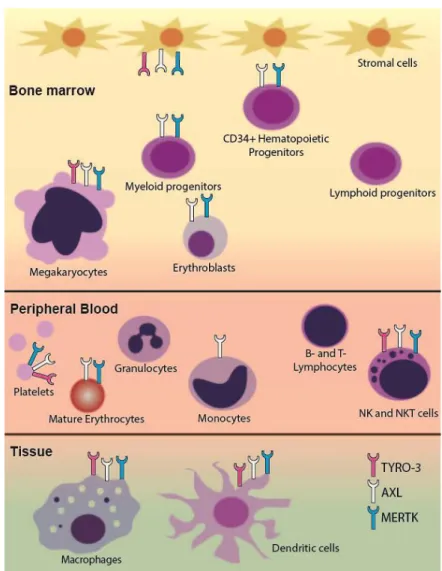 Figure  1.  Schematic  of  TAM  receptor  expression  in  hematopoietic  cells.  Differential  expression  of  TAM receptors in the hematopoietic system is shown