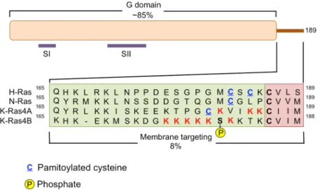 Figure  1.  Human  RAS  proteins  are  composed  two  functional  domains,  the  G  domain  and  the  membrane  targeting  domain.  The  G  domain  spans  residues  1–164  and  includes  the  regions  of  the  protein responsible for binding and hydrolyzin