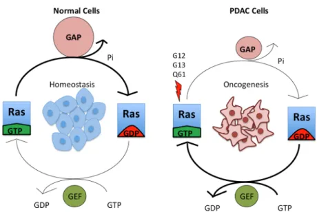 Figure 2. Mutant KRAS is continuously in a GTP‐bound, active state. Wild‐type KRAS cycles between  an active, GTP‐bound and an inactive, GDP‐bound state, and it exists largely in an inactive state in  non‐dividing  cells.  Upon  growth  factor  stimulation