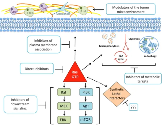 Figure 3. The current paths in the pursuit of an anti‐KRAS therapy. There have been past and ongoing  efforts  to  synthesize  molecules  that  bind  directly  to  the  RAS  protein  and  inhibit  its  GDP‐GTP  regulation or effector signaling. Disrupting 