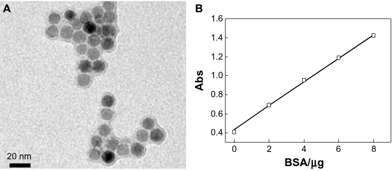 Figure S1 (A) Transmission electronic microscopic image of iron oxide nanoparticles conjugated with single chain fragment of antibody against epidermal growth factor receptor