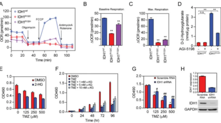 Figure 3. Metabolic reprogramming results in chemo-sensitivity in IDH1 mutant cells A
